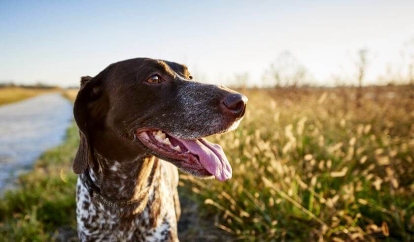 Is Your Dog at Risk for Lyme Disease?