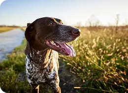 Is Your Dog at Risk for Lyme Disease?