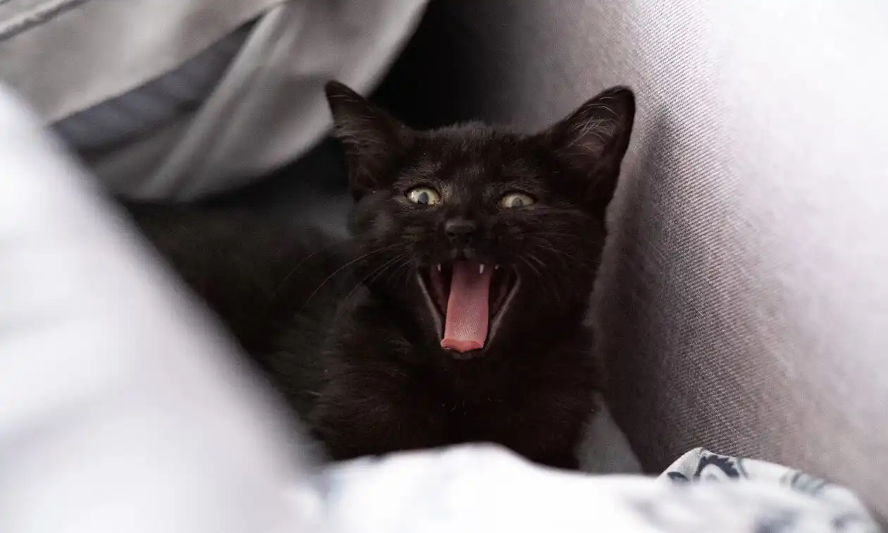 Cat hissing
