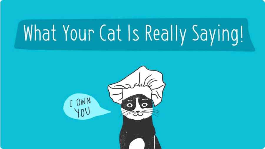 What Your Cat is Really Saying!