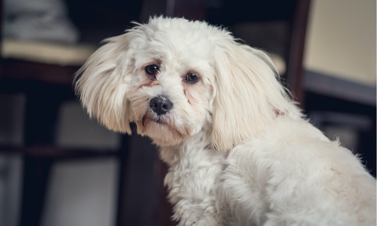 Understanding and Cleaning Dog Tear Stains | Zoetis Petcare