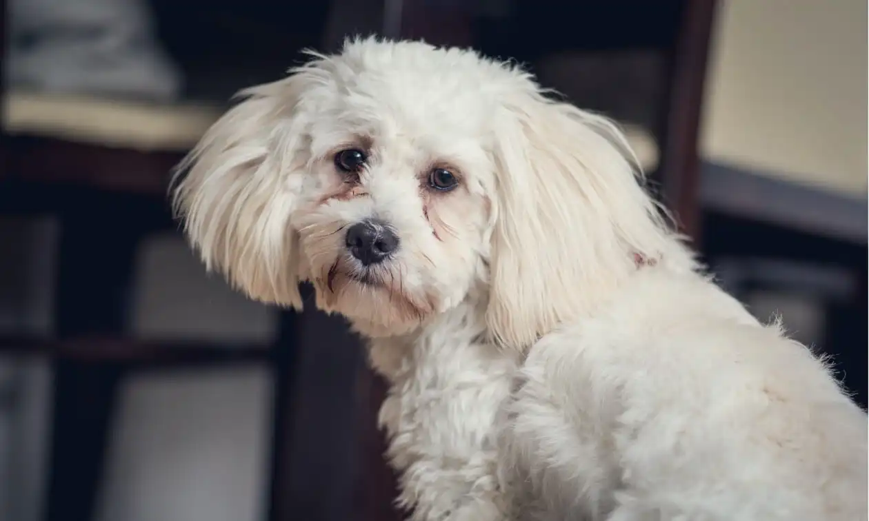 Scruffy dog with tear stains