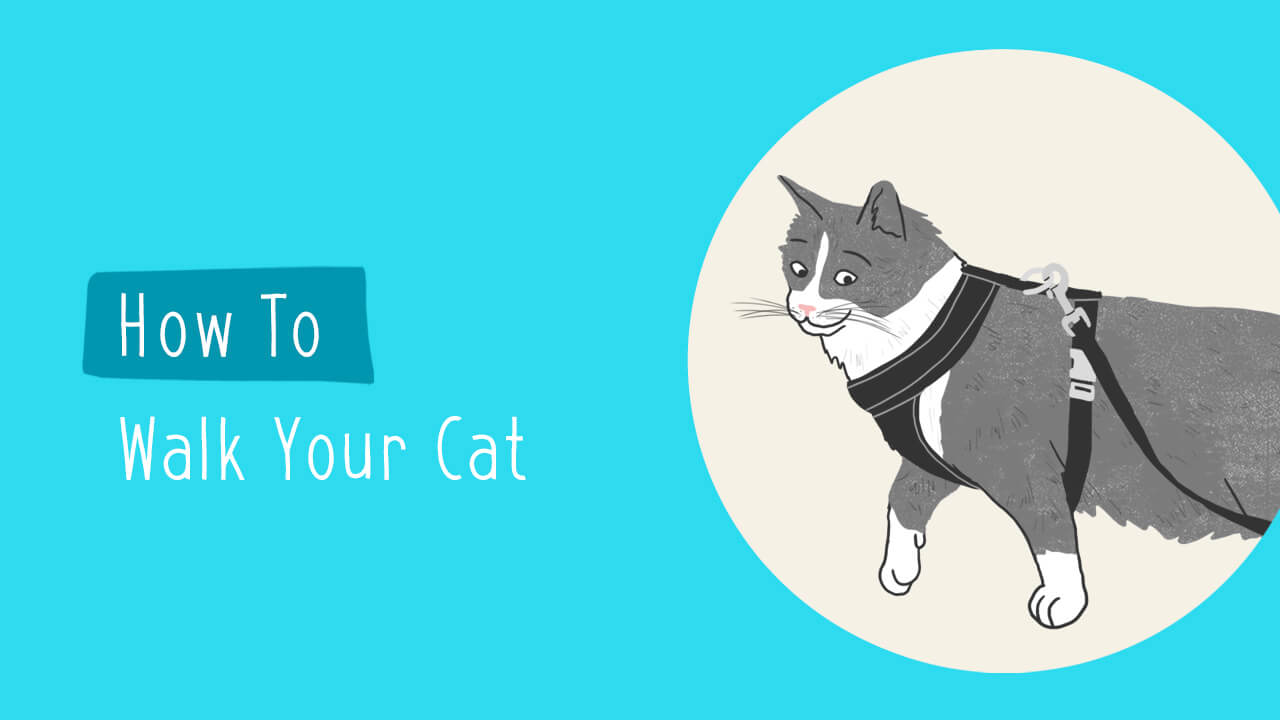 Cat Harness Training - Tips & Tricks