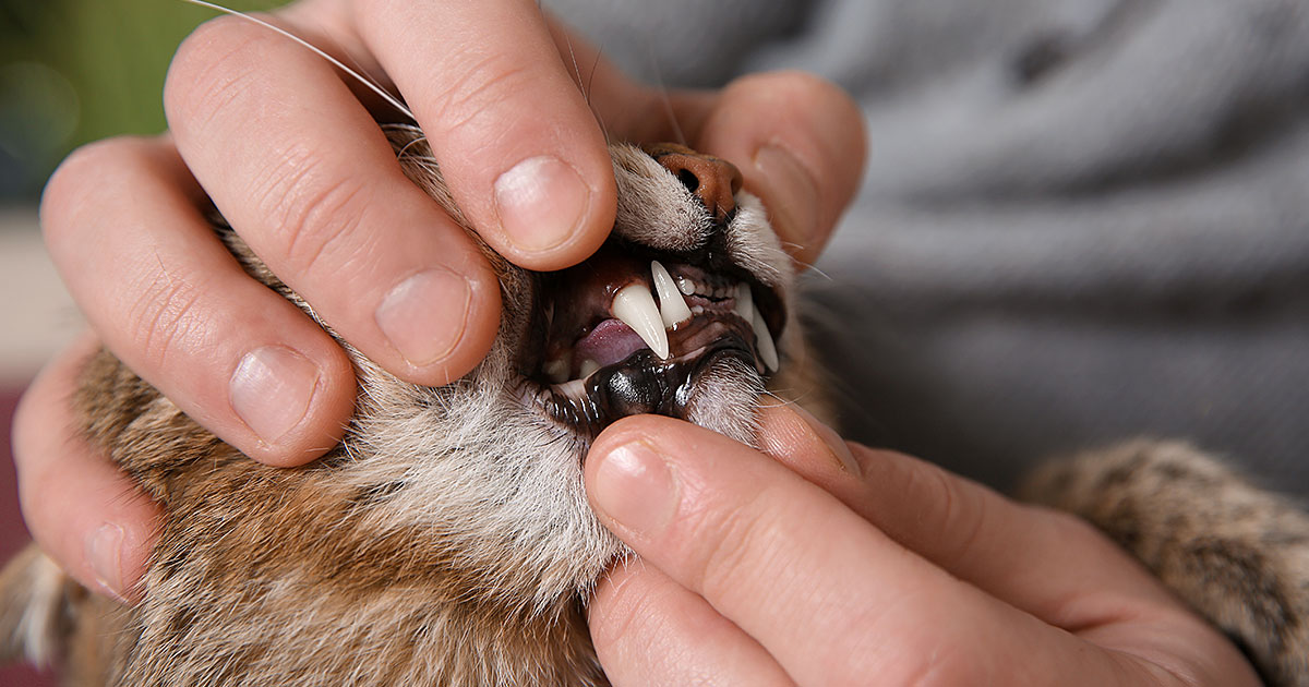 Do you brush clearance cats