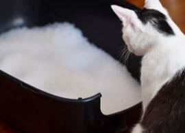 Cat Litter Types: Which is Right for Your Cat (and You)