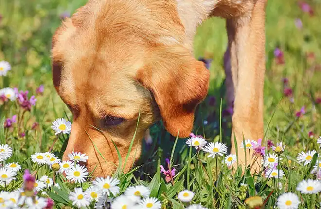 Dog sniffing flowers