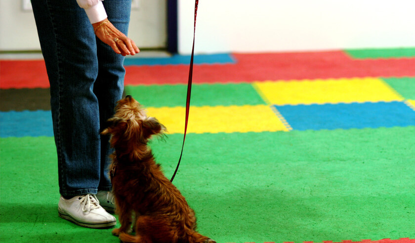 What to Expect at a Dog Training Class