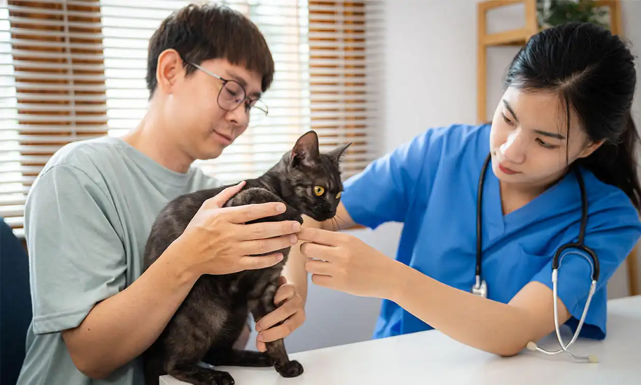 A cat being examined by a vet in a room.