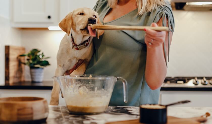 Ginger dog treat clearance recipe for motion sickness