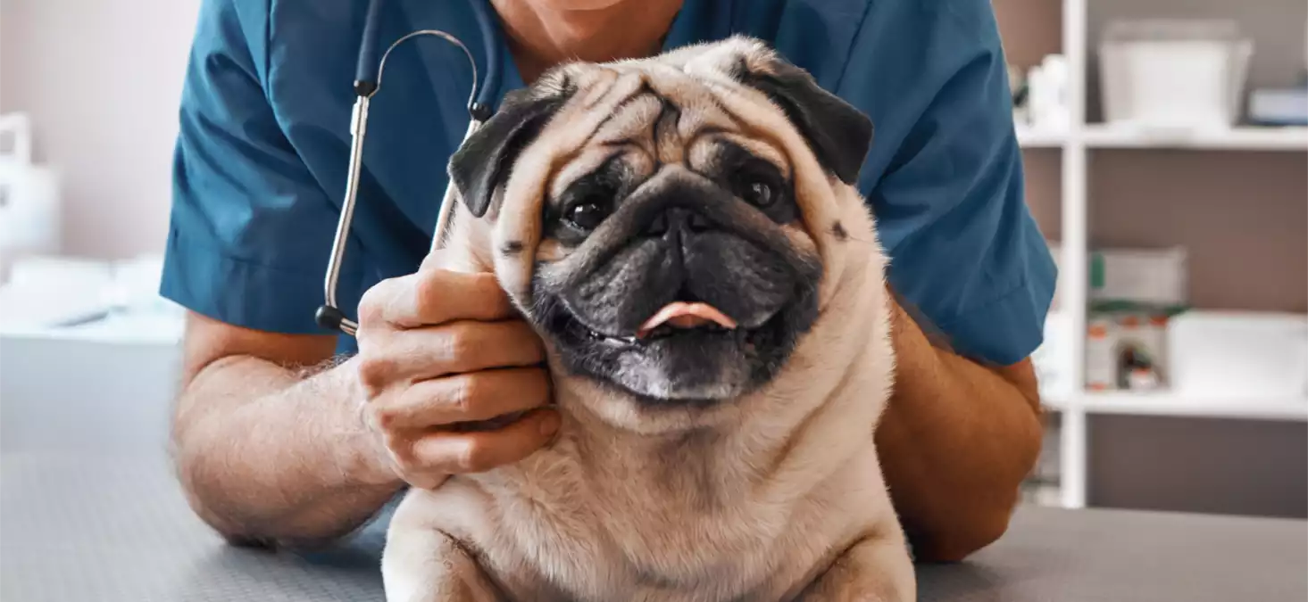 Ready to Curb Allergic Itch? We’ll Help You Prep for Your Vet Visit