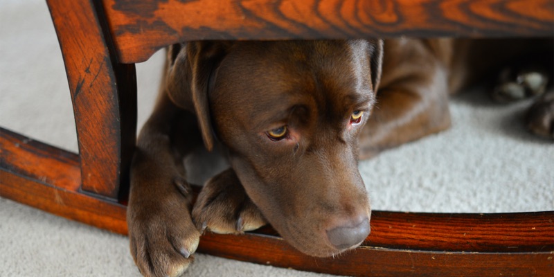 Managing Your Dog’s Thunder Anxiety