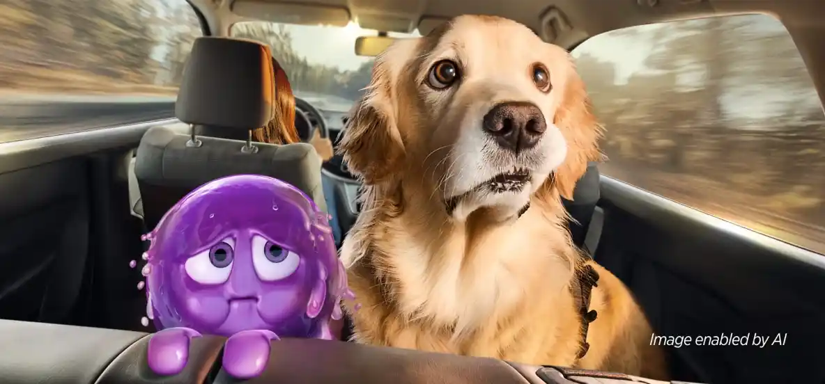 Find Out If Your Dog is Showing Signs of Motion Sickness