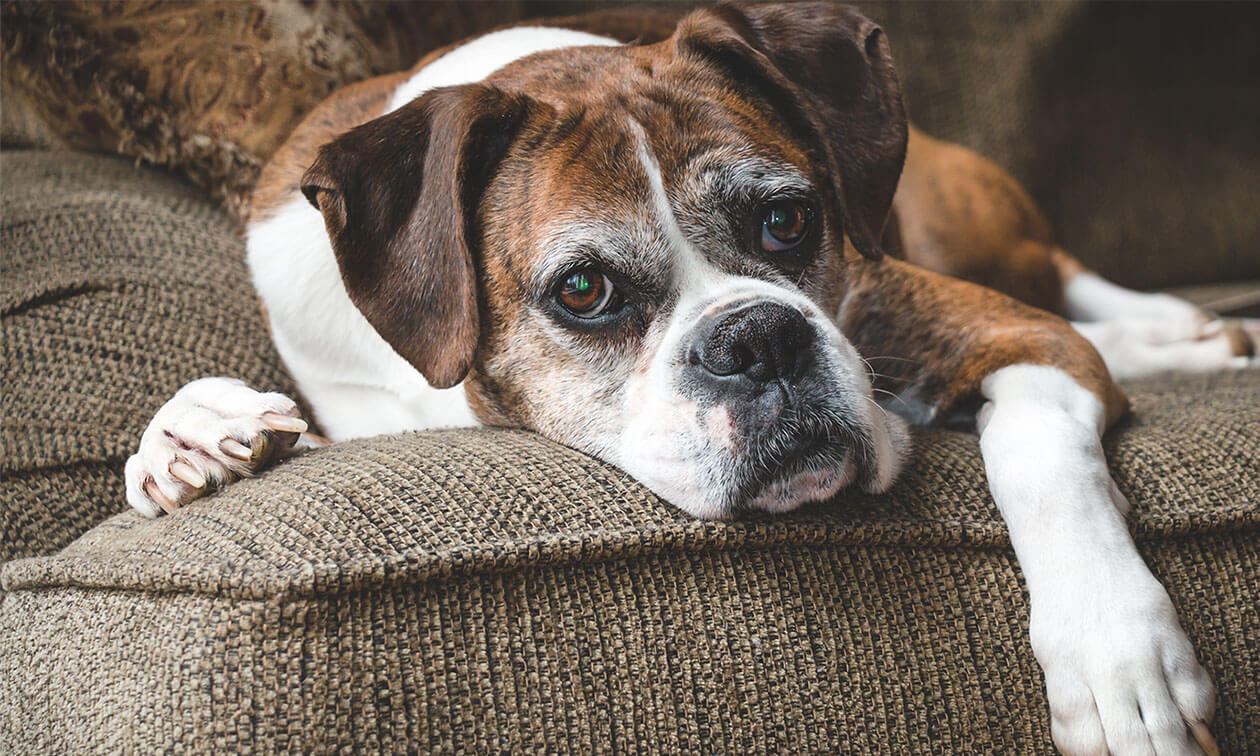 A brown and white dog laying on top of a couch.