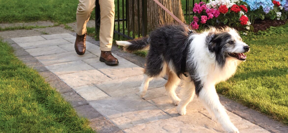 Why Librela | Zoetis Petcare