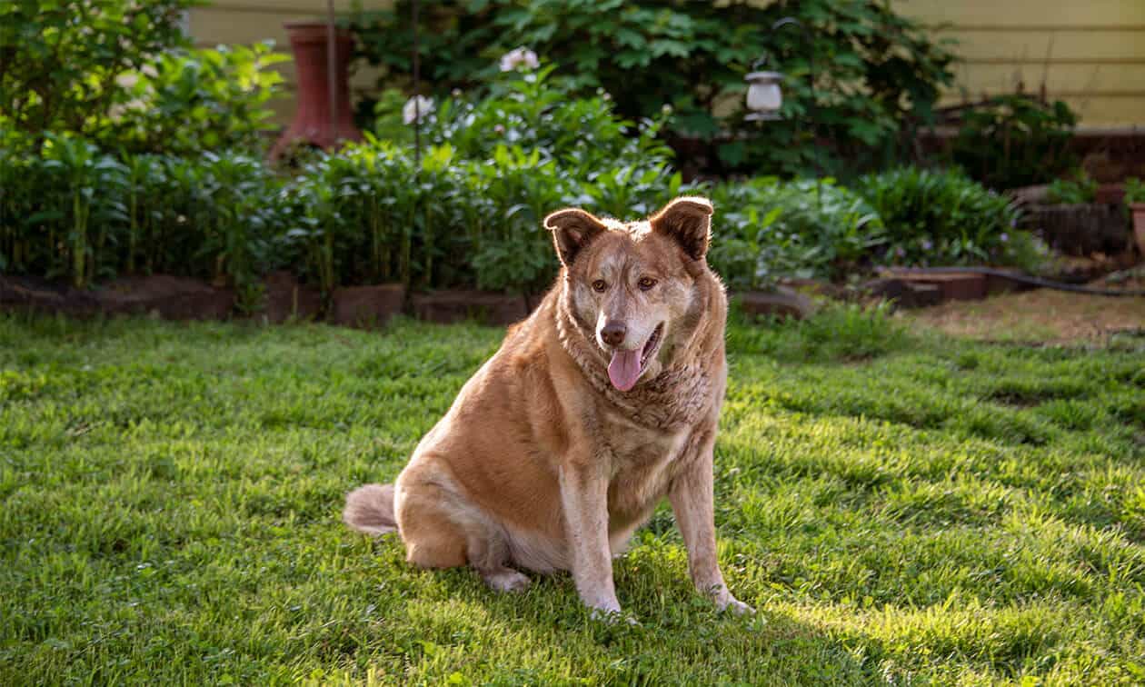 A large brown dog sitting on top of a lush green field.