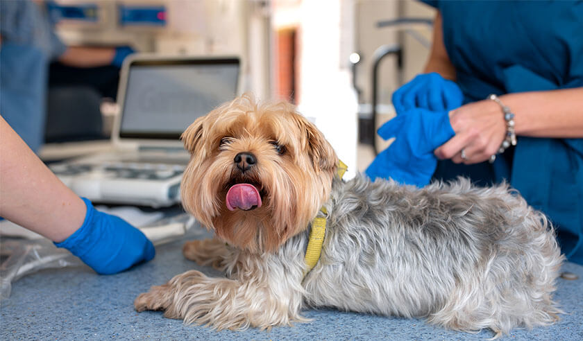 What to Expect During Your Dog’s Echocardiogram