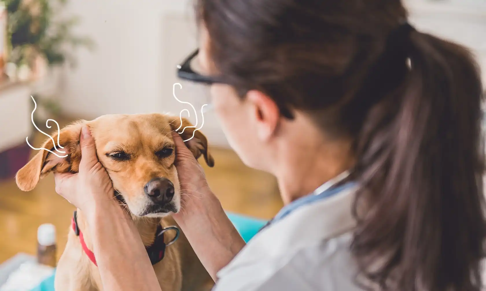 Veterinarian examining a dog