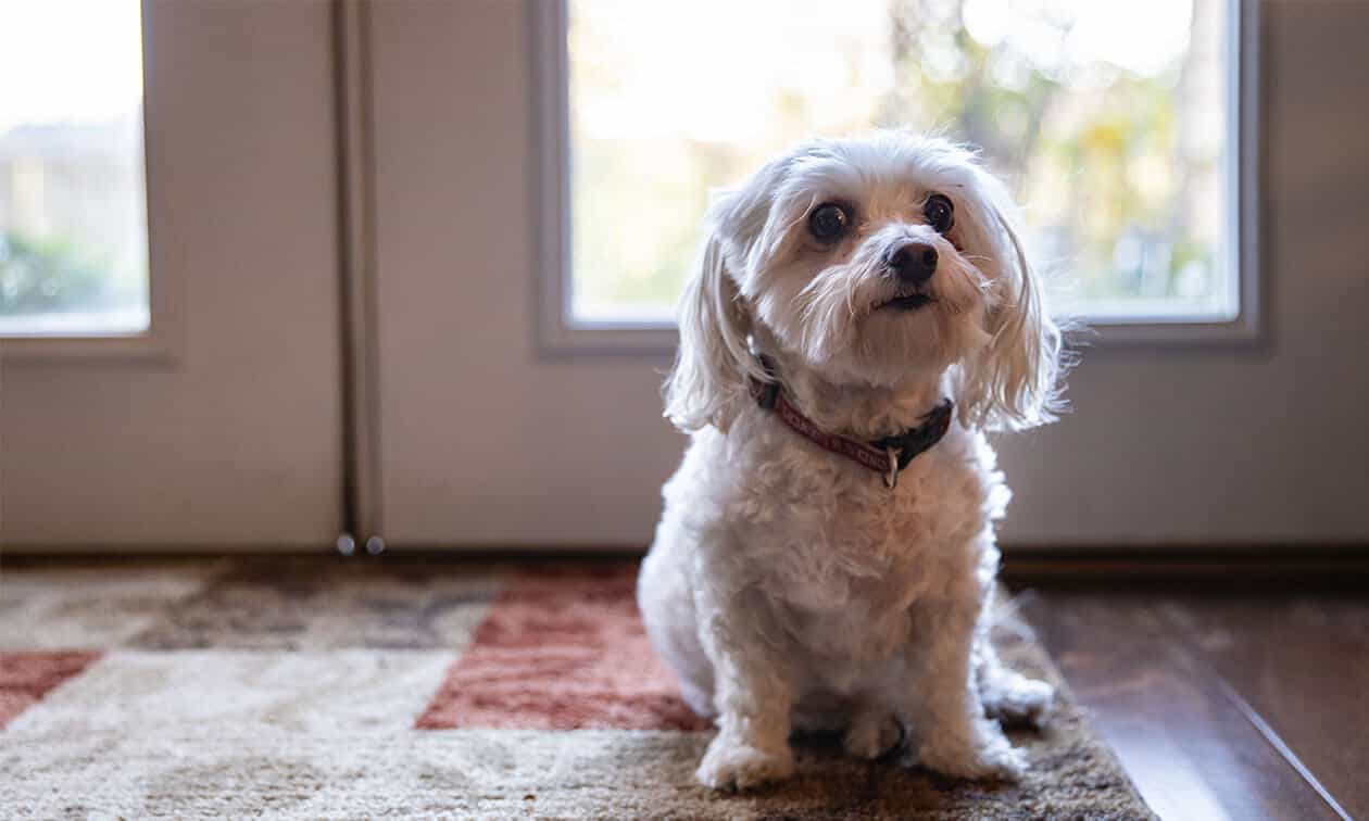 A small white dog sitting in front of a door.