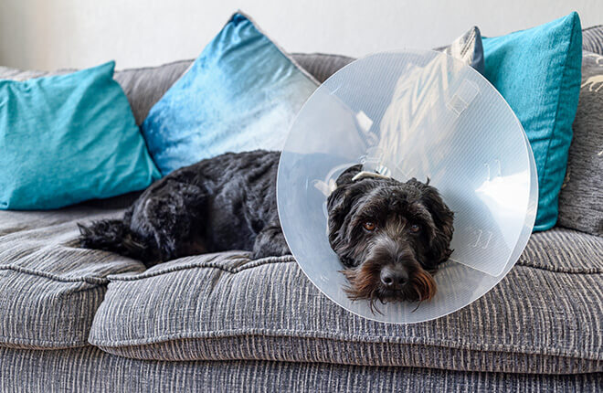 do female dogs calm down after spaying