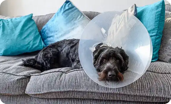 A dog with a cone on its head laying on a couch.