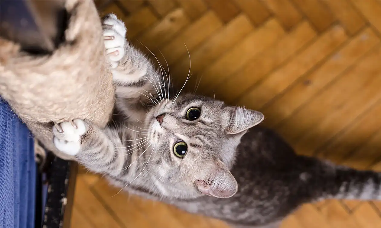 A striped gray cat is playing with a scratching post.