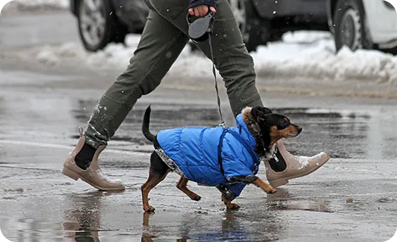 Dog going for a walk in the snow.