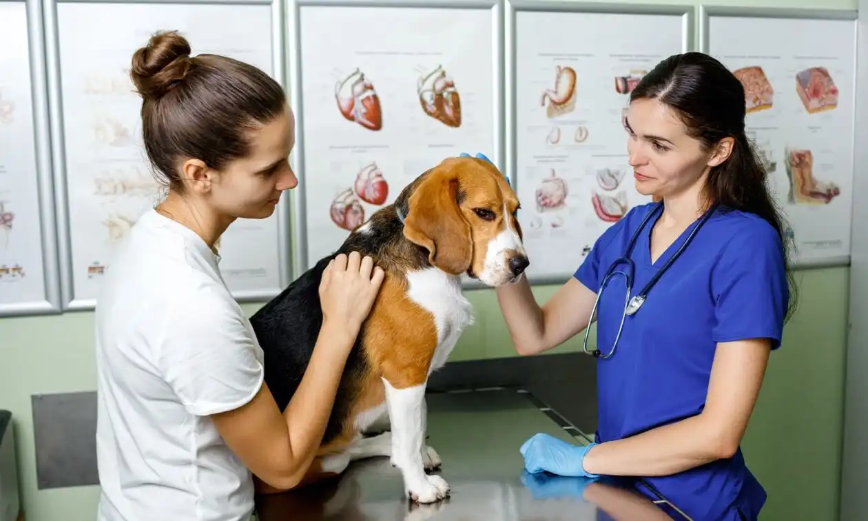 Dog visiting the vet