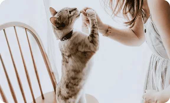 Cat playing