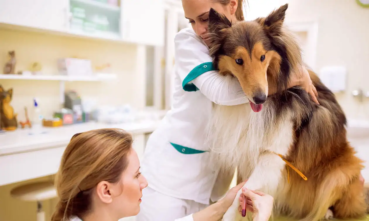 A vet tech holding a Collie while the vet draws blood.