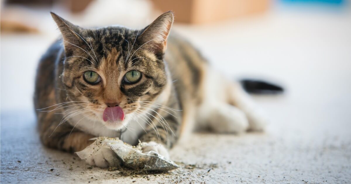 Do cats clearance have taste buds