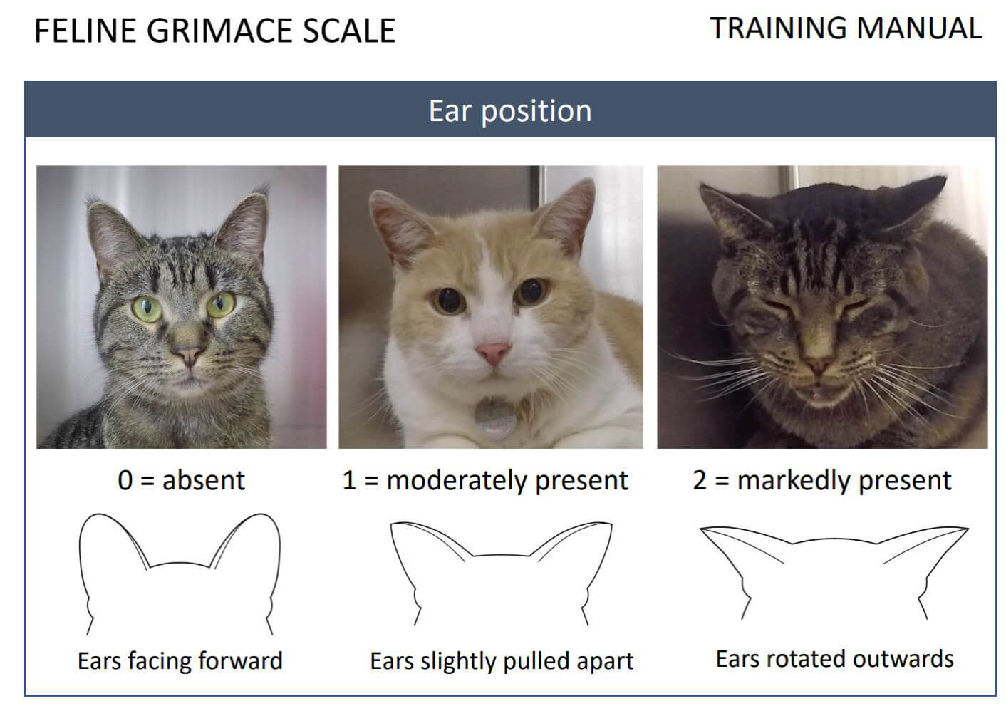 Feline ear position