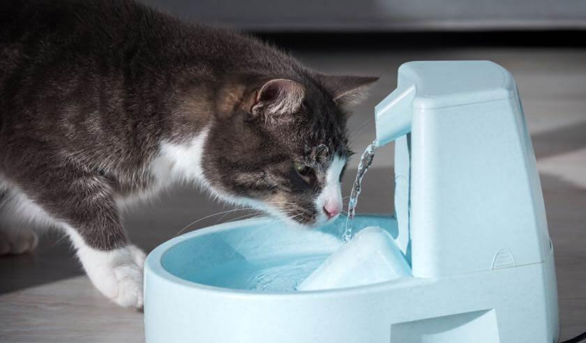 How to Get a Cat to Drink More Water