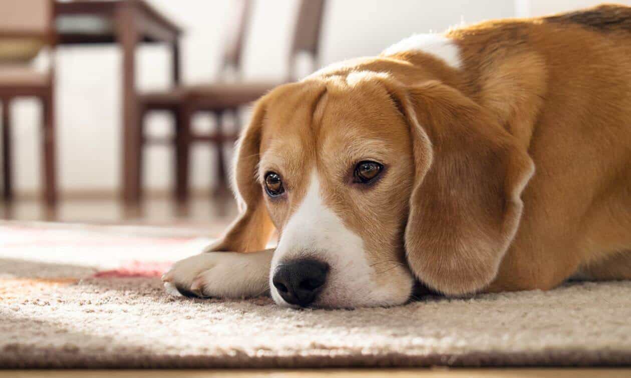 Dog Resting