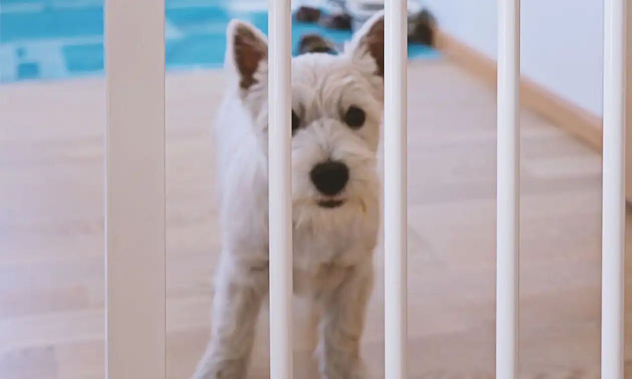 A small white dog standing behind a gate.
