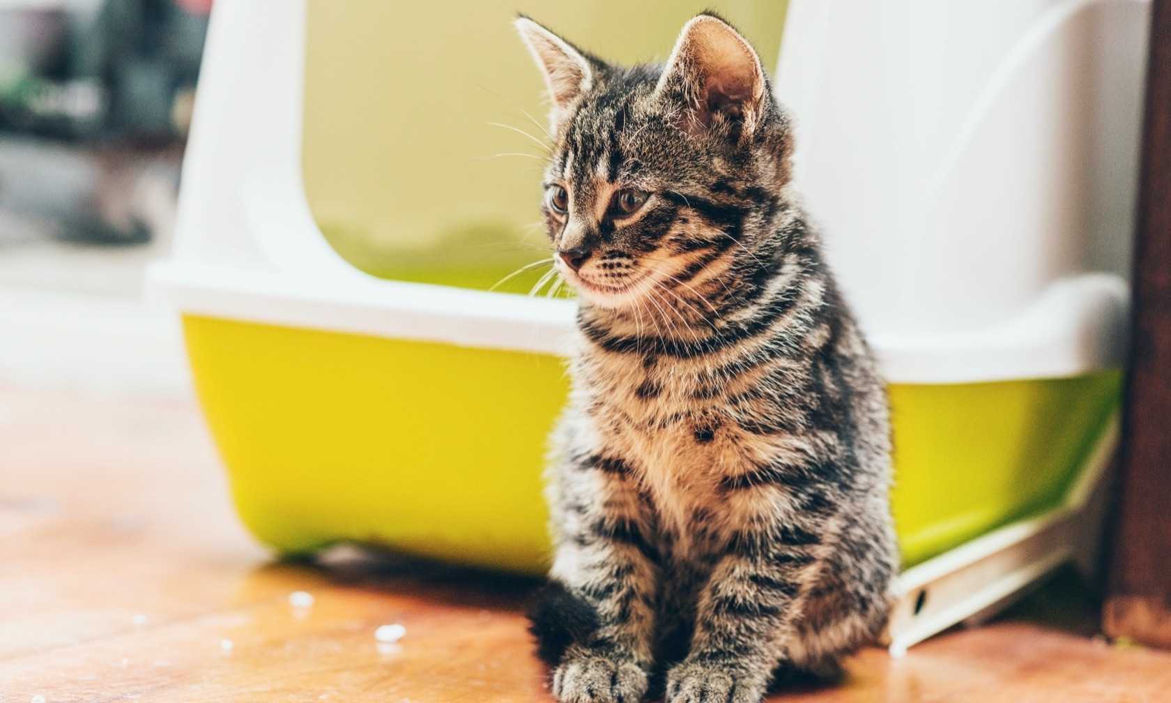 Cat sitting in front of their litter box