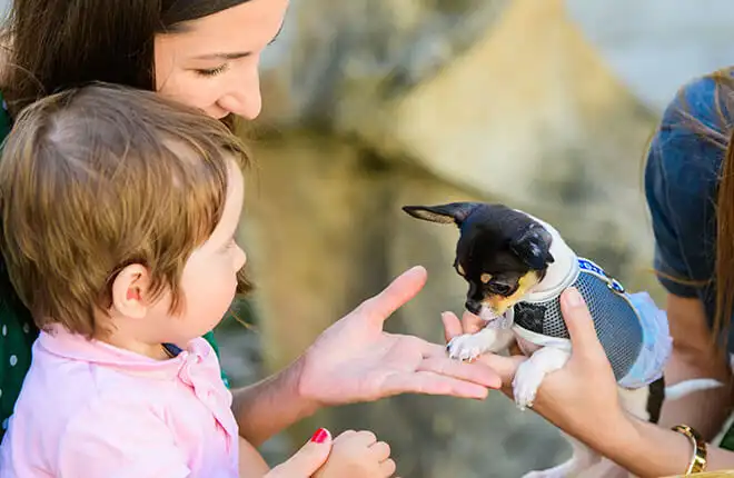 A woman holding a small dog in her hands.