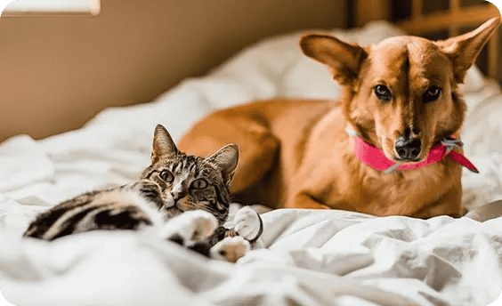 Dog and cat laying on a bed.