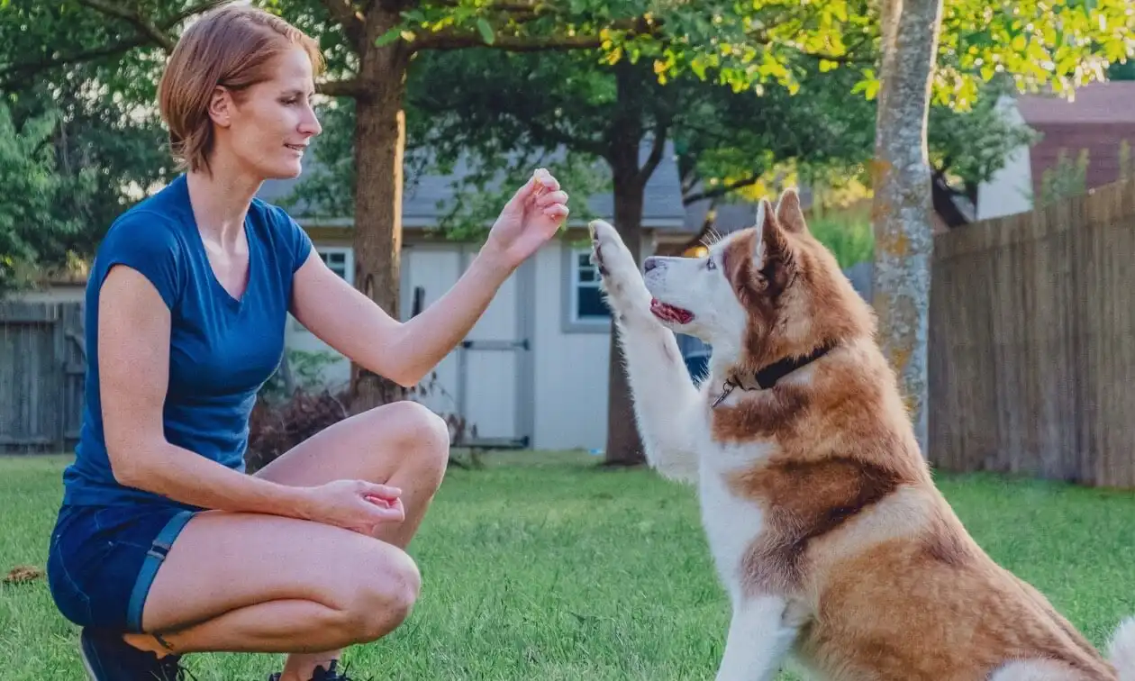 Dog giving owner paw