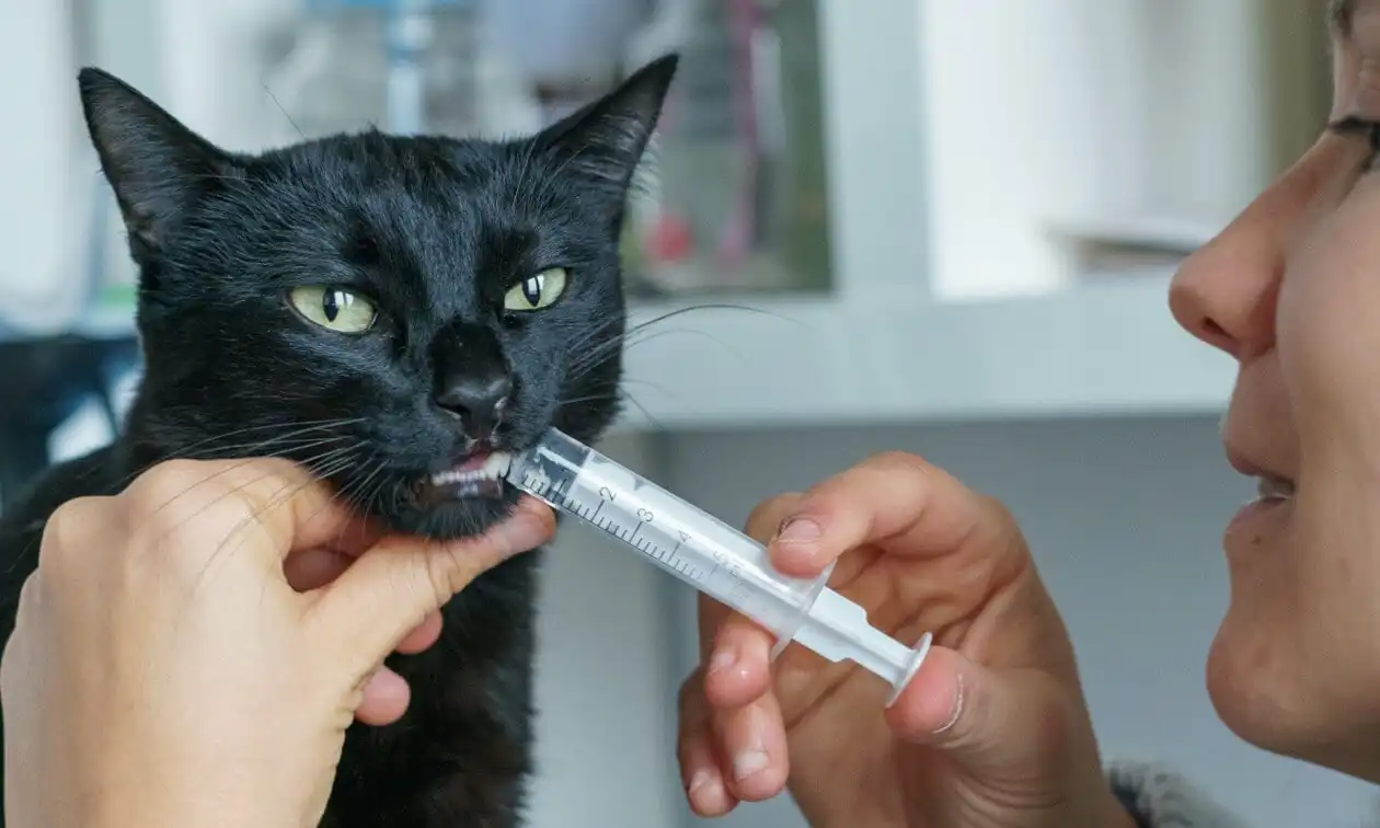 Owners petting cat