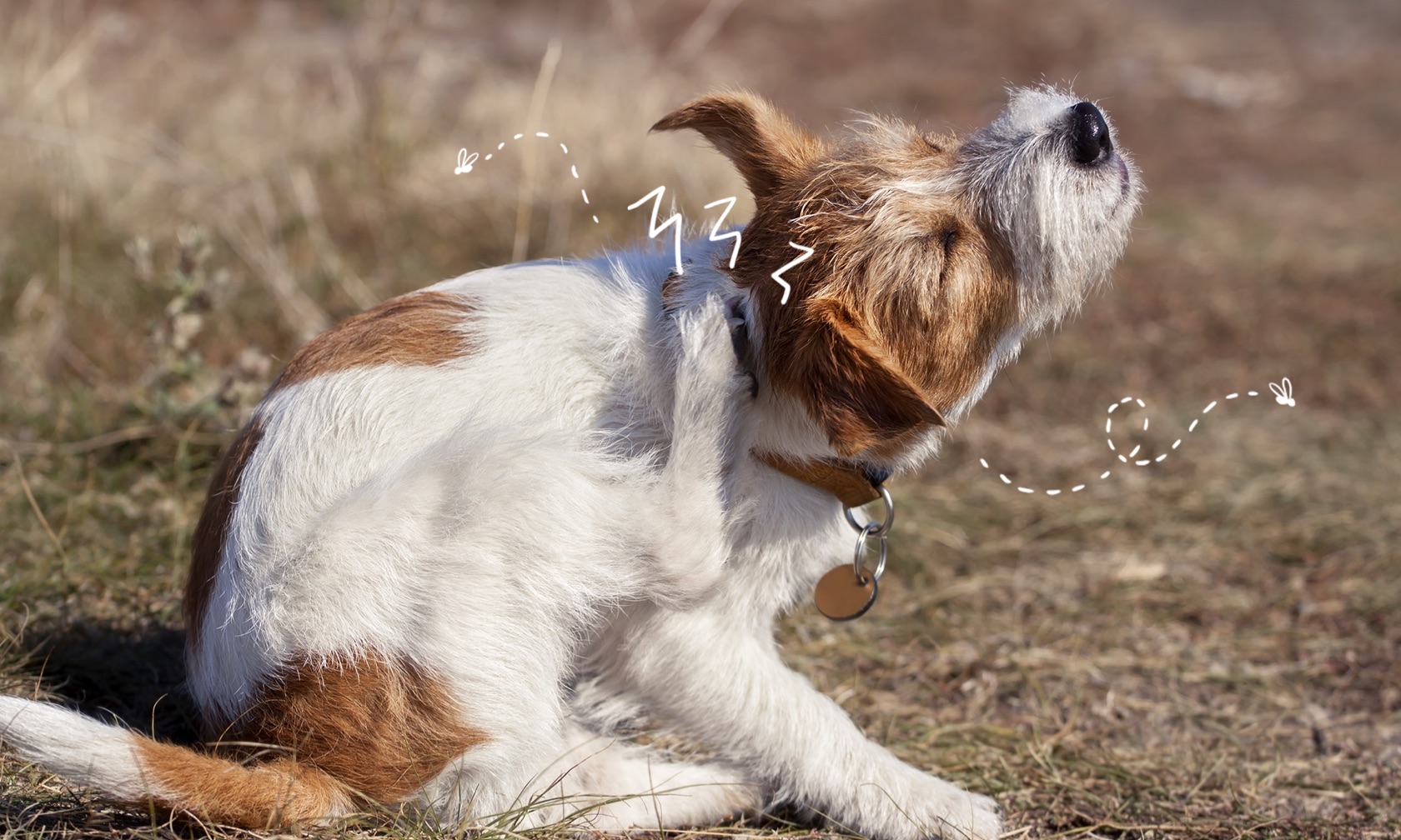 Dog digging at store ears