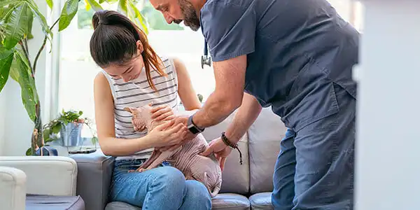Veterinarian inspect a hairless cat sitting on a woman's lap.