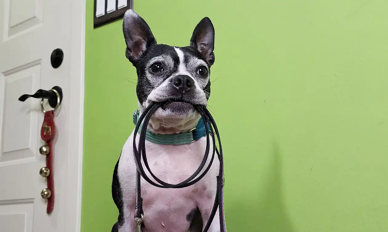 A black and white dog with a leash in its mouth.