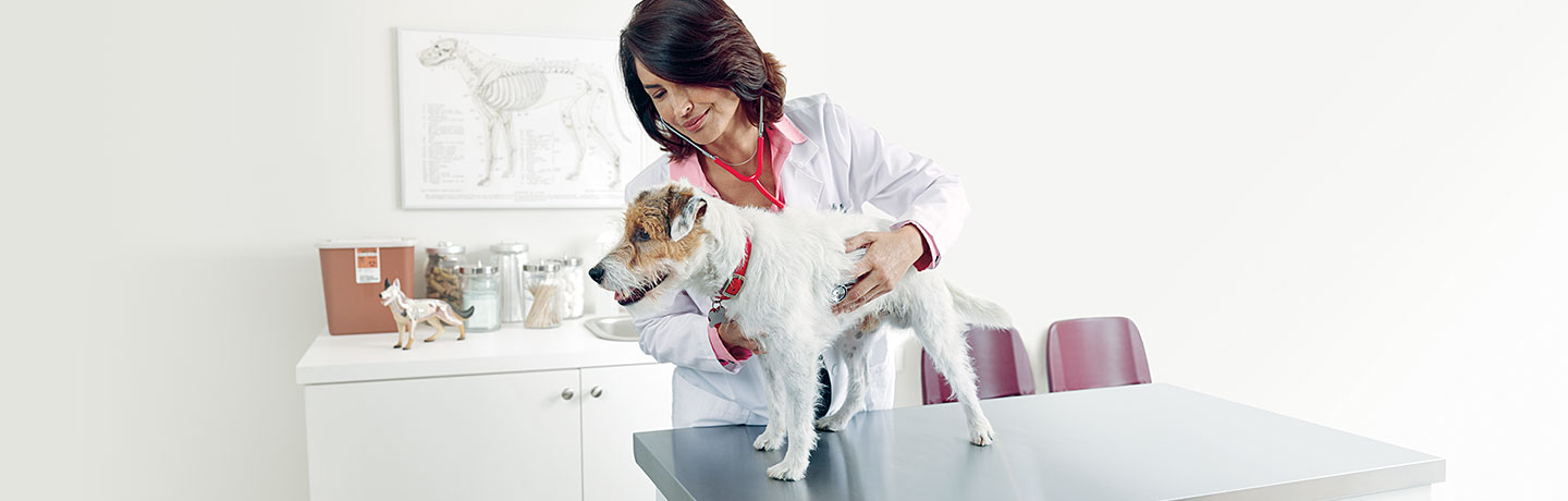 Veterinarian with white dog