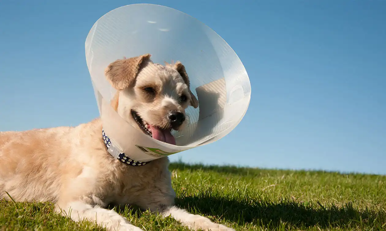 A dog wearing a cone laying in the grass.
