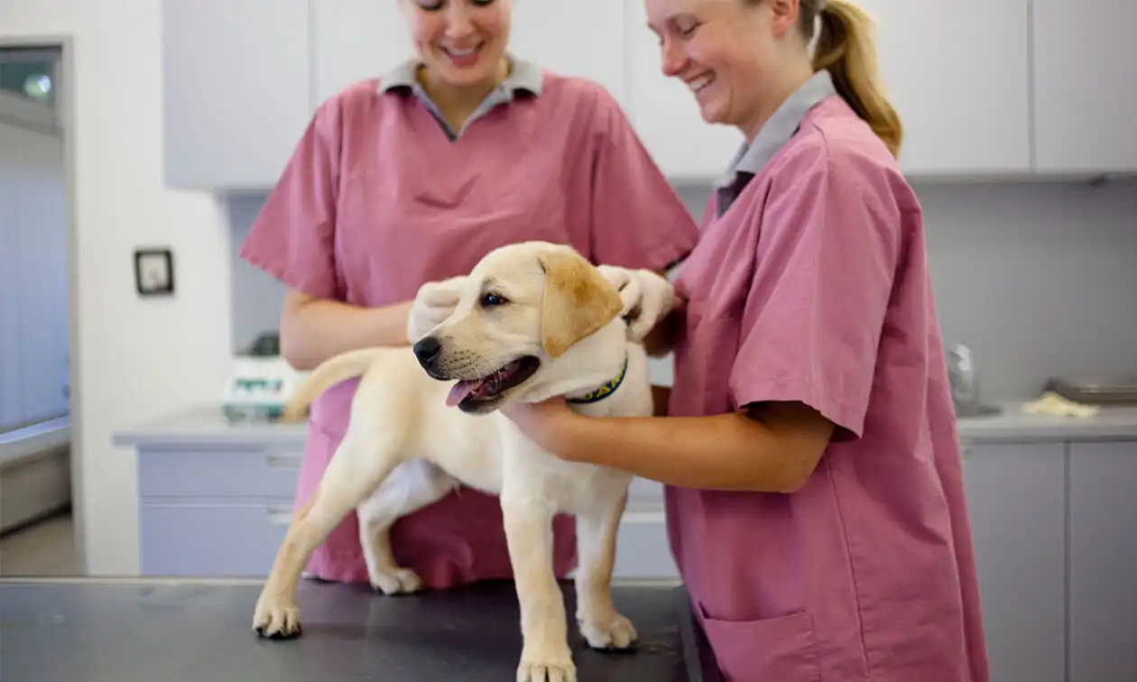 Two vets in scrubs examining a dog.