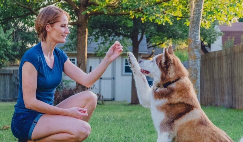 What is Positive Reinforcement Training for Pets?