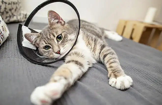 A cat laying on top of a bed with a cone on their head.