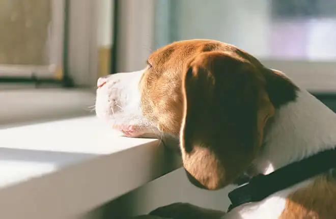 A brown and white dog looking out of a window.