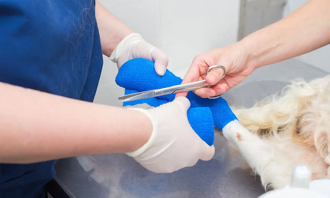 A person wrapping a dog's paw.