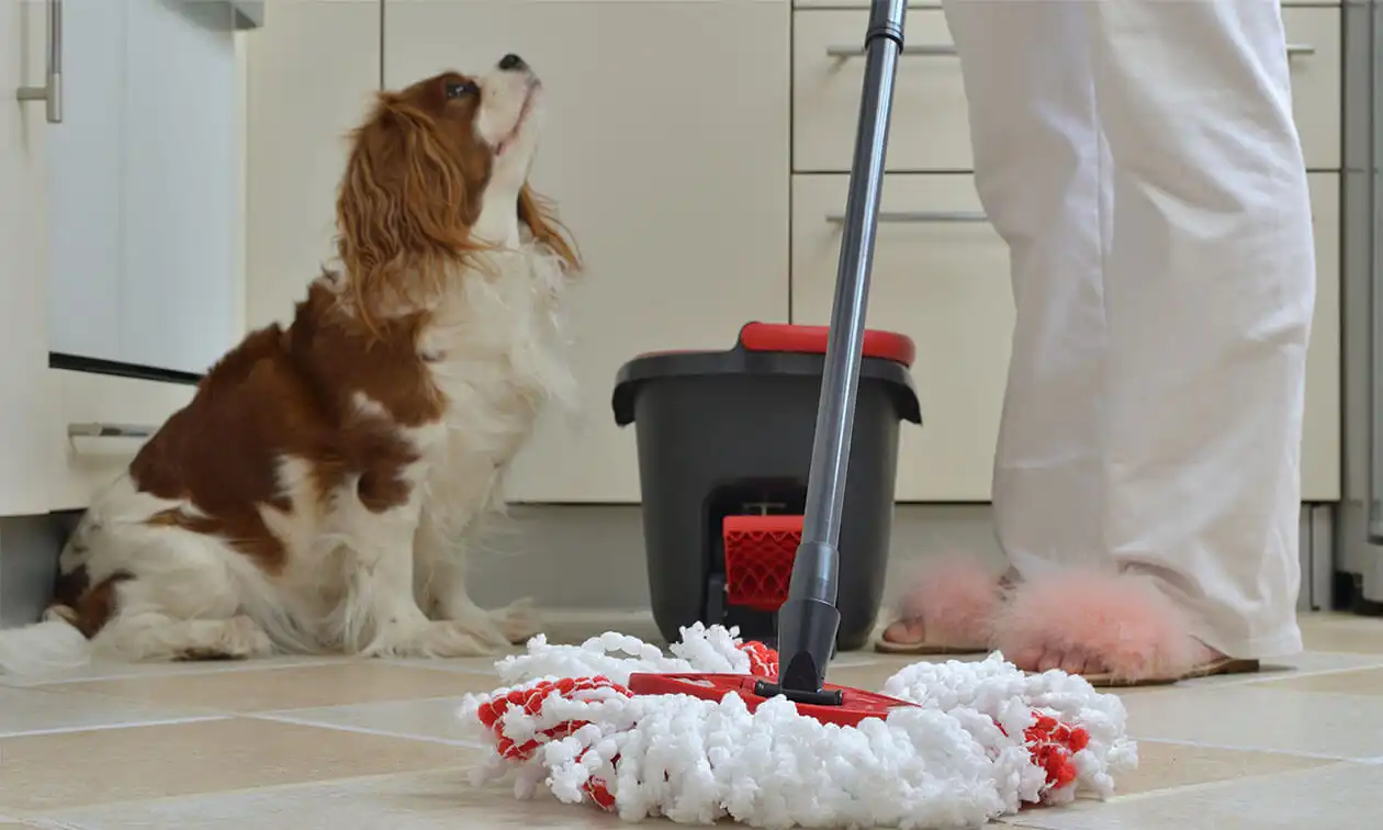 Cleaning with pets in your home.